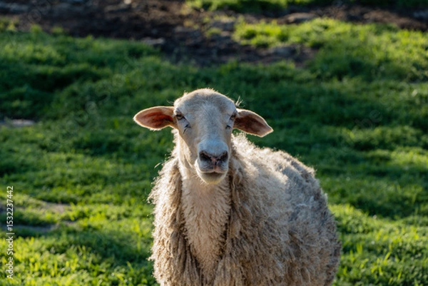 Fototapeta Sheep with thick woolly coat stands in lush green field and it gazes directly at camera under soft sunlight.