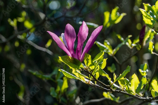 Fototapeta Bright pink Magnolia Susan  blossom with vibrant green leaves, basking in sunlight amidst lush, blurred background.