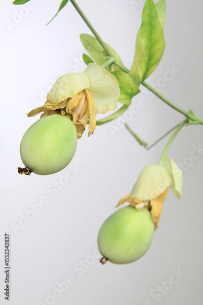 Obraz Passionsfrüchte an der Pflanze