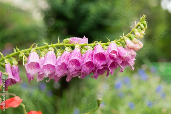 Fototapeta Close-up of a blooming foxglove flower with pink and white bell-shaped petals in a garden setting.