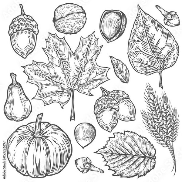 Fototapeta Vector autumn hand drawn set of leaf, nut, pumpkin, wheat, cloves, hazelnut, walnut, acorn. Vector engraved objects. Detailed botanical illustrations. Oak, maple, chestnut leaf sketch.