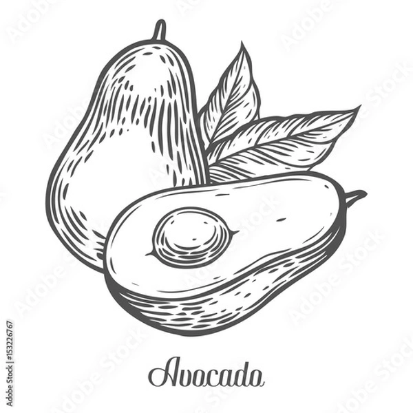 Fototapeta Avocado slice Vector hand drawn vector illustration. Tropical summer fruit engraved style. Detailed food drawing. Great for label, poster, print. Black isolated on white background