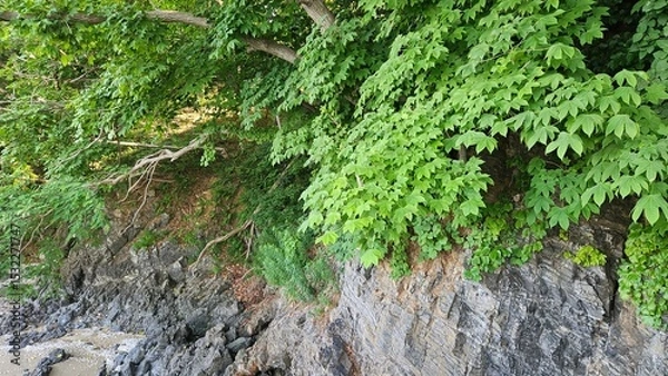Obraz Blue trees on the seaside cliff