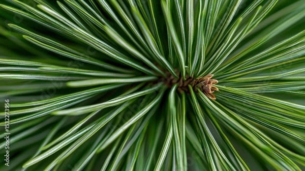 Obraz Close-up of a pine tree branch. the branch is covered in long, thin needles that are a bright green color. the needles are arranged in a radial pattern, creating a sense of depth and dimension.