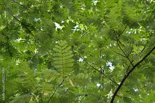 Fototapeta Green leaves of a tree from below - foliage background