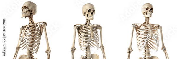 Obraz Set For Three anatomical skeletons isolated on transparent background, bone structure