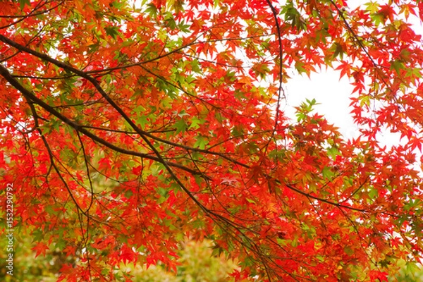 Obraz グラデーションの美しい紅葉