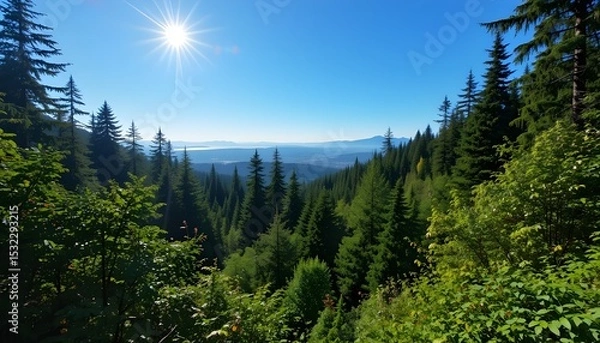 Fototapeta Beautiful View of the Rainforest on a Sunny Summer Day in MacMillan Provincial Park Vancouver Island British Columbia Canada