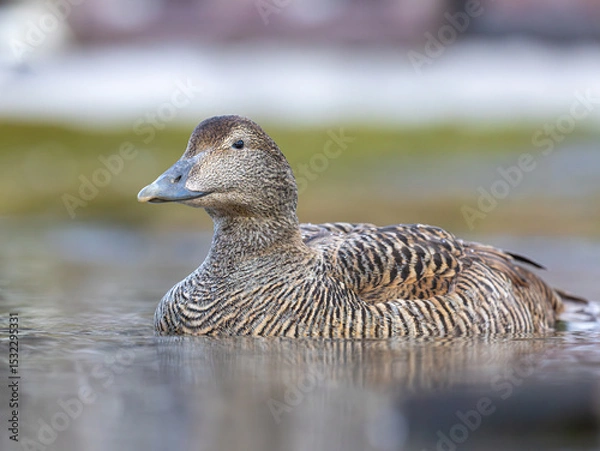 Obraz Common eider closeup Svalbard, Norway