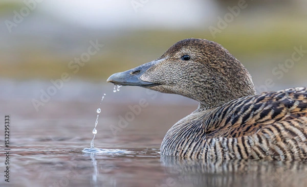 Obraz Common eider closeup Svalbard, Norway