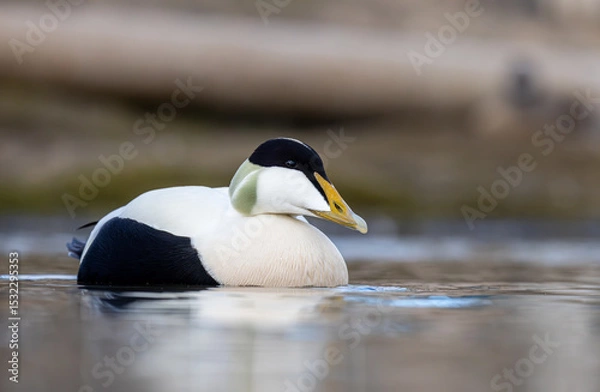 Obraz Common eider closeup Svalbard, Norway