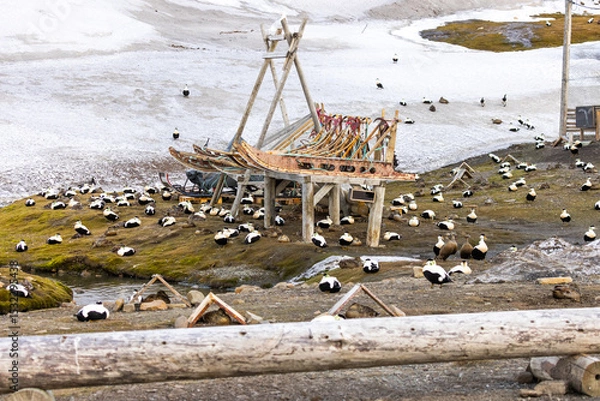 Obraz Nesting common eiders by the Longyearbyen dogyard