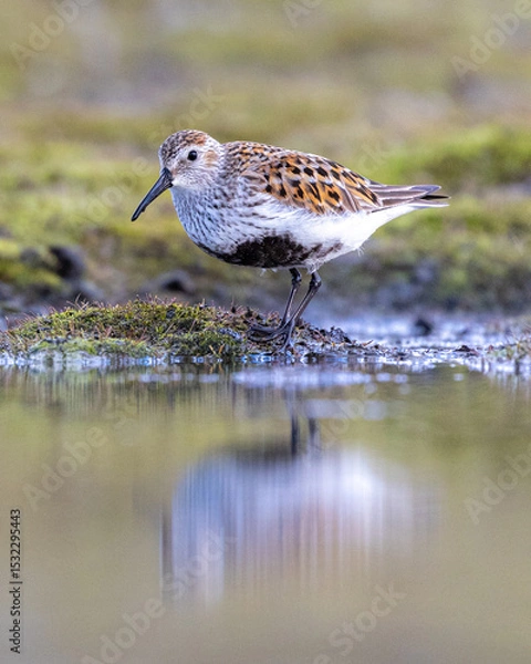 Obraz Bird by water cute reflection