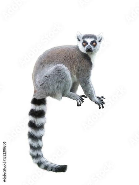 Fototapeta lemur isolated on white background