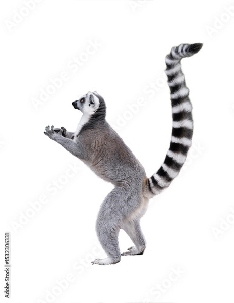 Fototapeta lemur standing on its hind legs isolated on white background