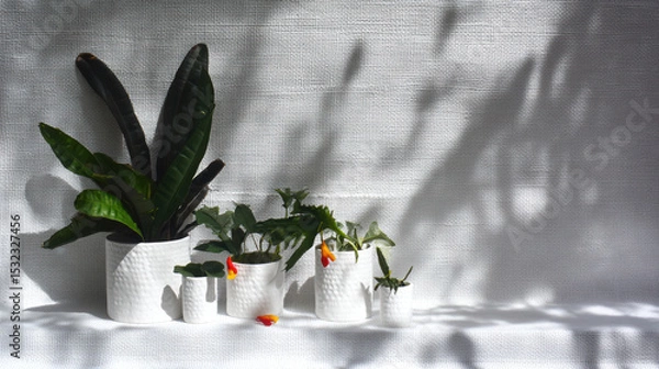 Fototapeta Lush green plants in white textured pots create serene and calming atmosphere, enhanced by soft shadows on light background. This editorial garden photoshoot captures beauty of nature indoors