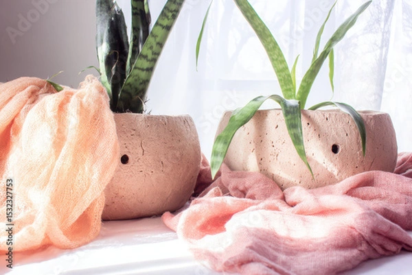 Fototapeta Serene indoor scene featuring two potted plants in textured clay pots, surrounded by soft, draped fabric. natural light enhances peaceful atmosphere, creating calming ambiance