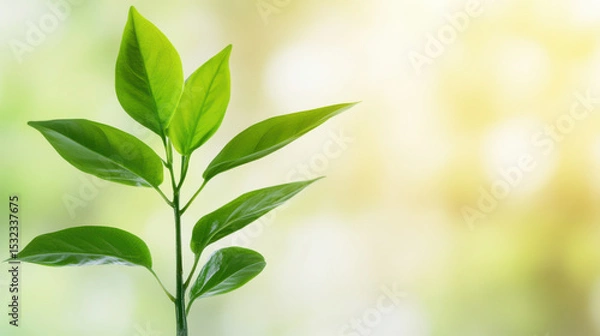 Fototapeta Young green plant with fresh leaves growing in soft natural light, symbolizing growth and renewal in bright environment