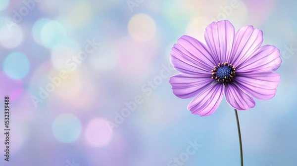Fototapeta Softly glowing purple flower with delicate petals stands against dreamy pastel bokeh background, evoking calm and beauty
