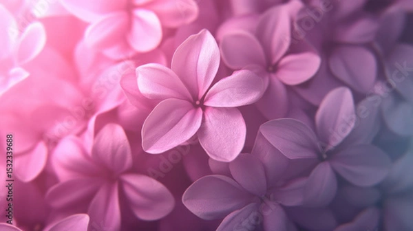 Fototapeta Softly glowing pink flower petals create dreamy and delicate atmosphere with gentle light and smooth texture