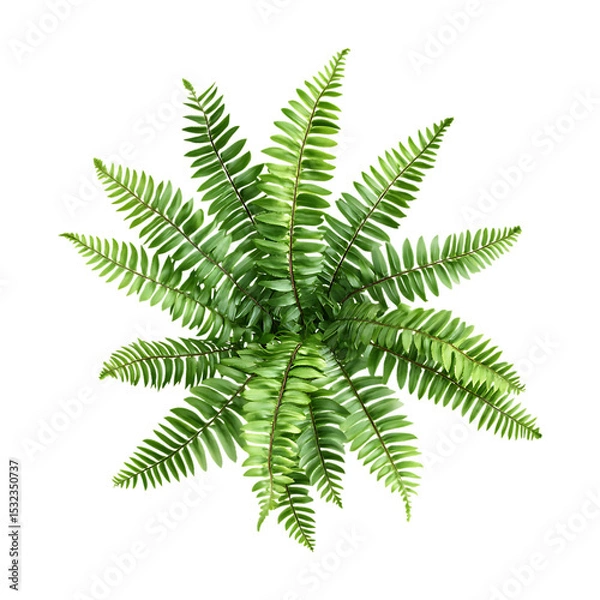 Obraz Vibrant Green Fern Overhead View of Lush Foliage