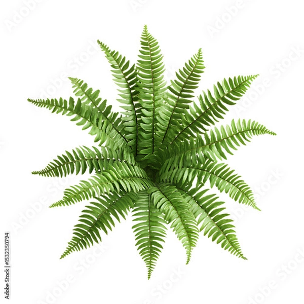 Fototapeta Lush Green Fern Plant Overhead View for Design Projects