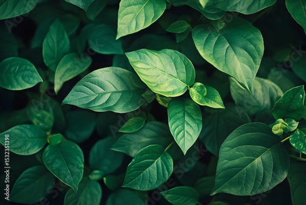 Fototapeta green leaves background