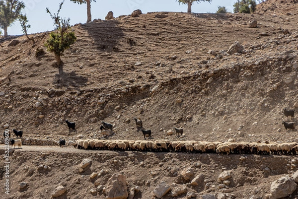 Obraz Goats and sheep in the mountains of Kurdistan Region of Iraq