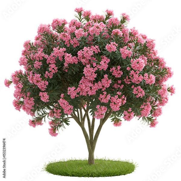 Fototapeta Oleander Tree in Full Bloom with Pink Flower Clusters