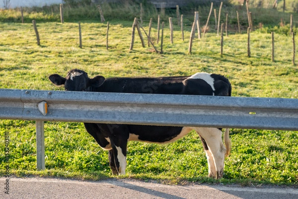 Fototapeta Cow stands behind fence in pasture with no visible milk production activity