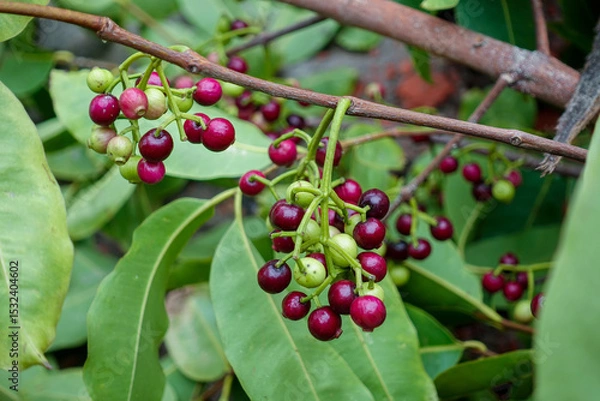 Fototapeta Small black-purple ripe and unripe Syzygium cumini fruits hanging on the tree. Swaying a cluster of Java plum fruits on the tree.