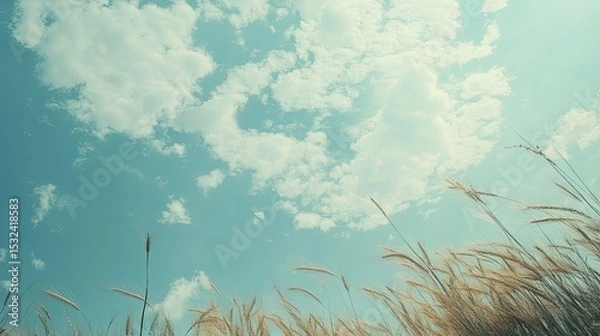 Obraz Serene Landscape of Tall Grass Under a Bright Blue Sky with Fluffy White Clouds on a Sunny Day in Nature