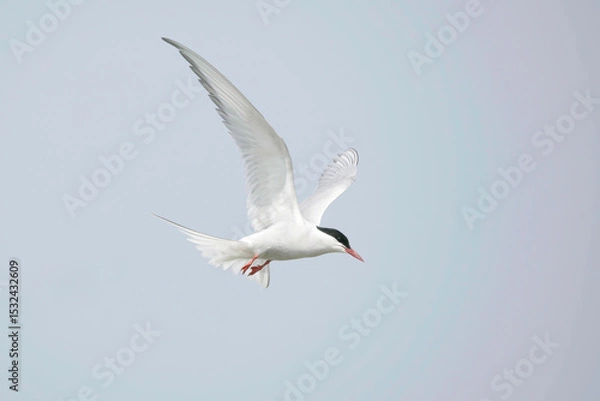 Obraz An Arctic Tern in Flight against a blue sky