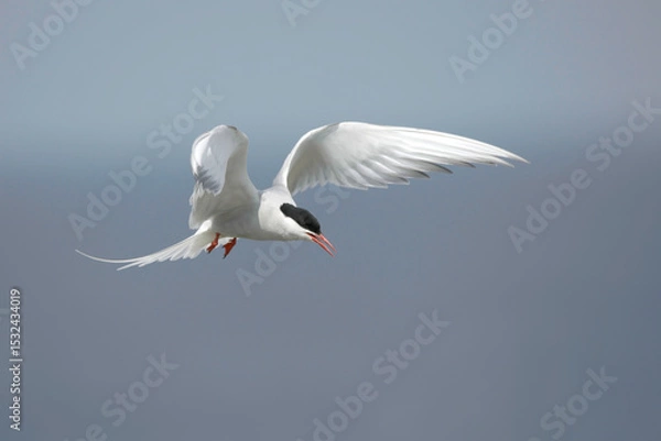 Obraz And Arctic Tern in Flight