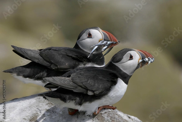 Obraz A pair of Atlantic puffins with sand eels in their beaks