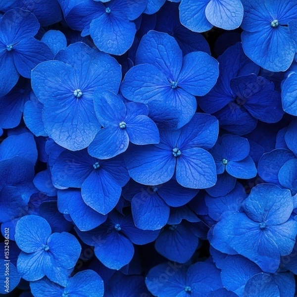 Obraz Vibrant blue hydrangea flowers in full bloom, perfect for garden-themed designs or floral pattern backgrounds