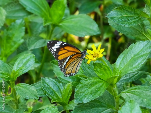 Fototapeta Striped wings butterfly on the small yellow flower among leaves