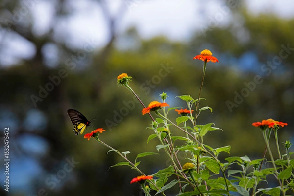 Obraz Nature of butterfly and flower in garden using as background