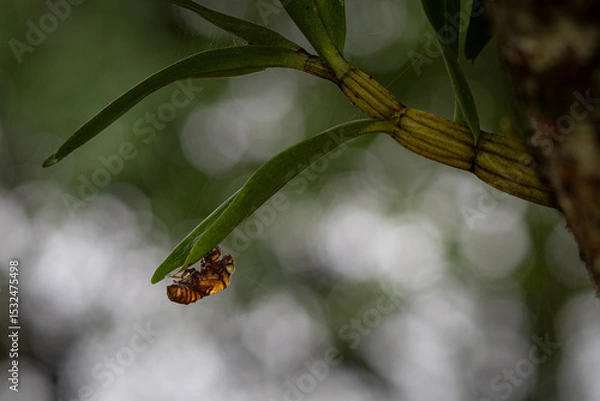 Obraz Cicada exoskeleton holding onto tree bark after molting