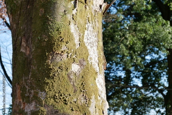 Obraz 木の幹と共存している苔