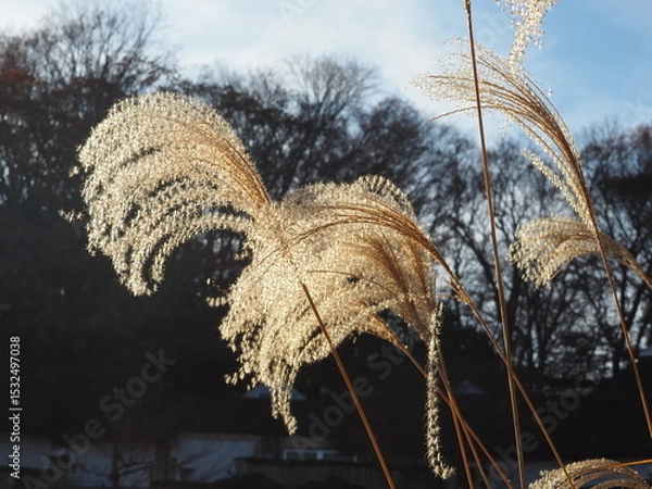 Obraz ススキのある風景