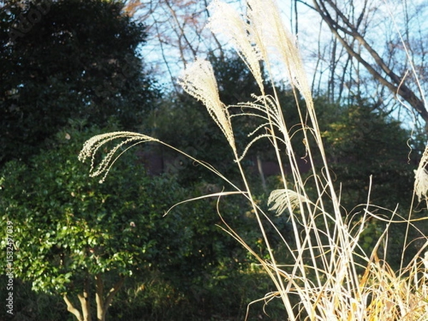 Obraz ススキのある風景