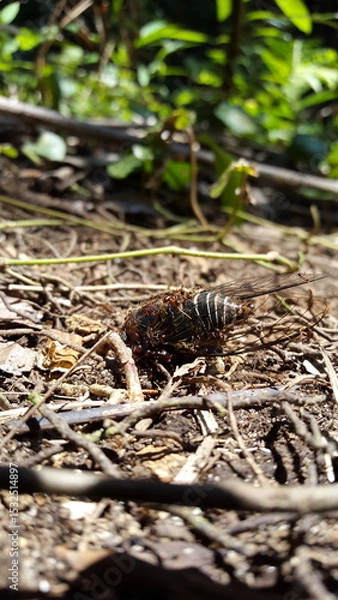 Fototapeta Insect T auletes, neotibicen tibicen, megatibicen auletes, dog day cicadas, cicadas, cicadae, giant cicada. Shot in a tropical rainforest.