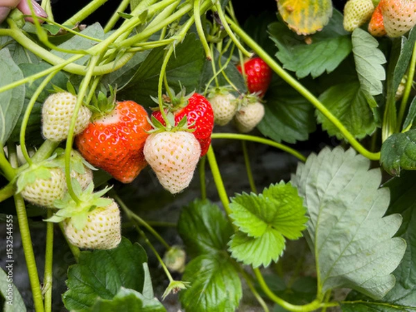 Obraz Close up of ripe and unripe strawberries growing in the garden