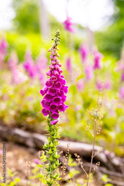 Fototapeta Foxglove (Digitalis purpurea) blooms in a deforested clearing in the forest of lserlohn (Sauerland) Pink
inflorescences of the poisonous wild plant are the first to colonize newly created open space.