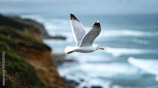 Obraz Seagull flying over coastal cliffs with ocean waves in background, showcasing nature beauty and freedom in serene coastal environment