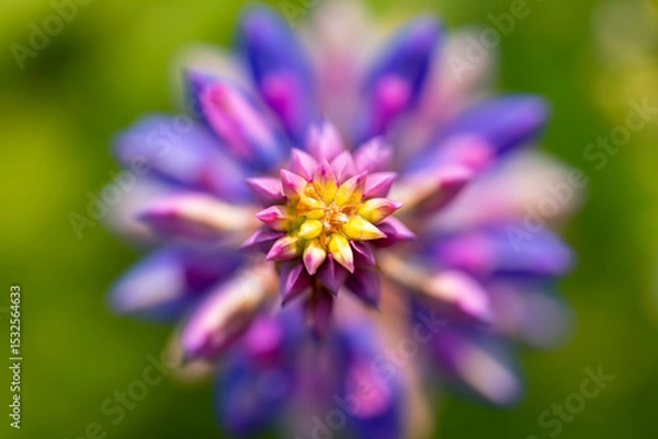 Fototapeta Symmetrical inflorescence of a lupine from above with focus on the bright buds at the top. Colorful
macro shot in yellow, green, purple, lilac and blue with blurred background. Spring flower in June.