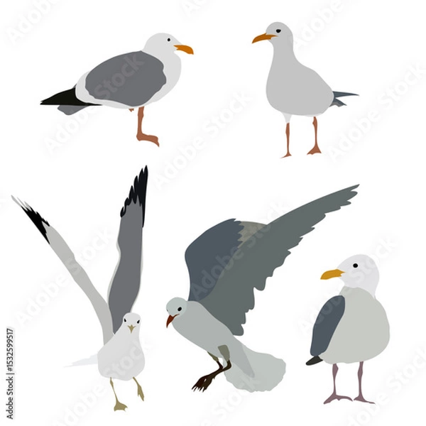 Fototapeta Seagulls Vector Clipart Set ,Minimalist Flat Style Birds
