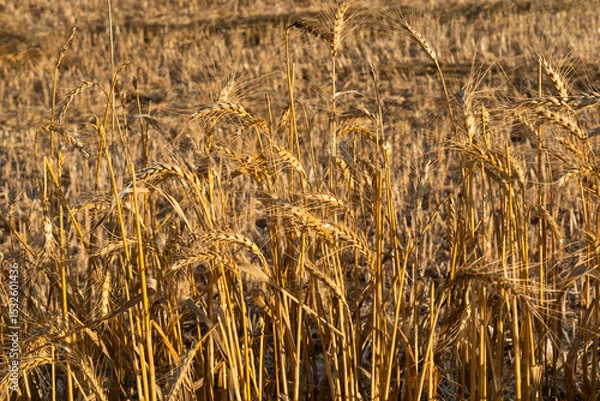 Fototapeta A golden wheat field for flour, for human consumption