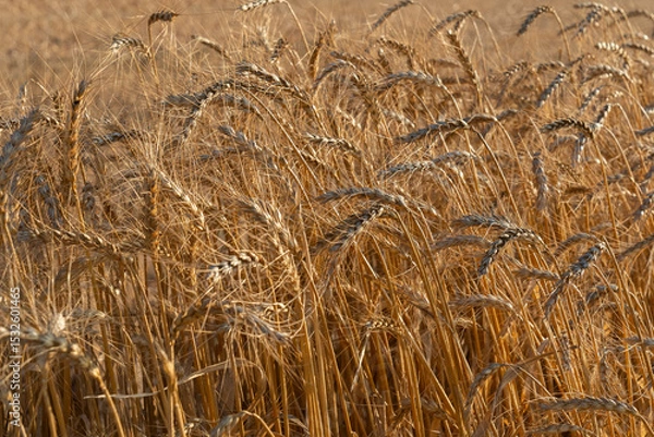 Fototapeta A golden wheat field for flour, for human consumption